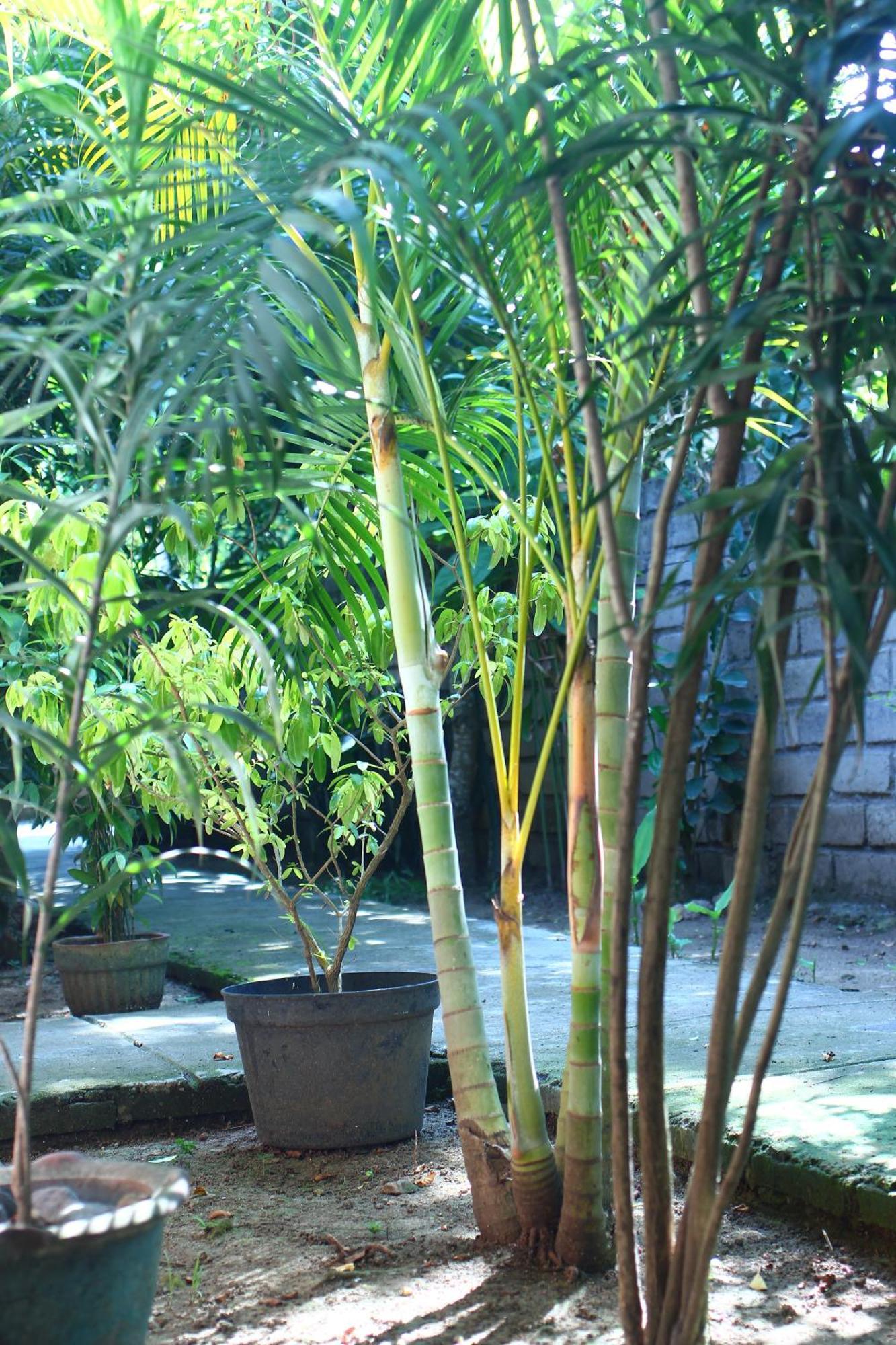 Kuta  Three V Homestay מראה חיצוני תמונה
